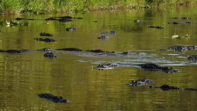 Photo of No es en Florida: cientos de caimanes sorprendieron a visitantes tras rodear el muelle de un conocido parque en EE.UU.