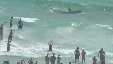 Photo of El increíble video de la pelea entre un tiburón y una mantarraya en una playa llena de turistas