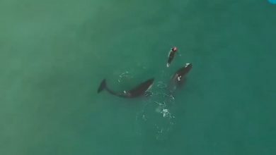 Photo of SE VIRALIZA ESPECTACULAR VIDEO DEL SEGUIMIENTO DE ORCAS A UNA NADADORA