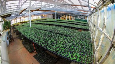 Photo of RÍO GRANDE MÁS DE 300.000 PLANTINES PARA EL PARQUIZADO DE ESTE AÑO