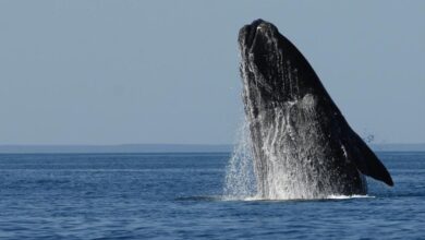 Photo of POSTERGARON EL INICIO DE LA TEMPORADA DE AVISTAJE DE BALLENAS EN PUERTO PIRÁMIDES