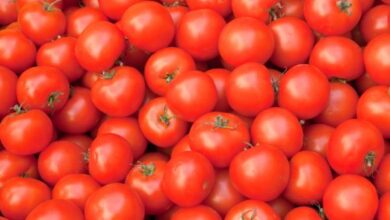 Photo of EL KILO DE TOMATE REDONDO FUE EL PRODUCTO QUE MÁS SE INCREMENTÓ EN MAYO