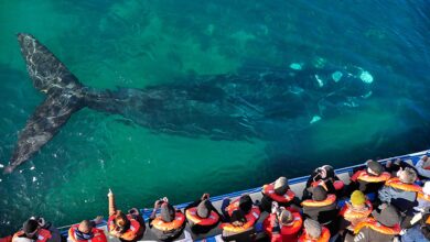 Photo of COMENZÓ LA TEMPORADA DE BALLENAS EN PENÍNSULA VALDÉS