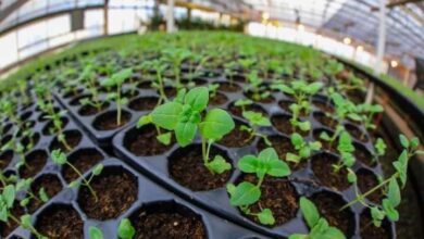 Photo of PLANTINES 2021: CRONOGRAMA DE ENTREGA PARA PRODUCTORES INSCRIPTOS  EN EL PROGRAMA “RGA AGRO PRODUCTIVO”