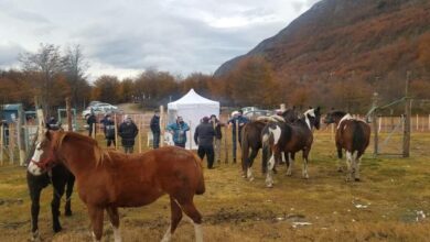 Photo of LA MUNICIPALIDAD DE USHUAIA LLEVARÁ ADELANTE UNA JORNADA DE CHIPEO A EQUINOS