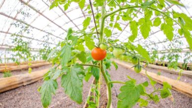 Photo of PRIMERA PRODUCCIÓN PROPIA DE TOMATES DEL MUNICIPALIDAD DE RÍO GRANDE