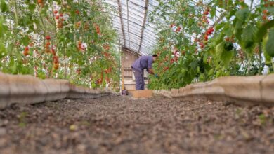 Photo of PRIMERA PRODUCCIÓN LOCAL DE TOMATES DE LA MUNICIPALIDAD DE RÍO GRANDE