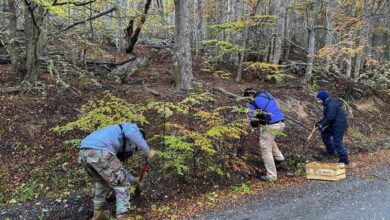 Photo of SE ALCANZÓ UN 72% DE SUPERVIVENCIA DE RENOVALES DE LENGA EN LA REFORESTACIÓN EN LA EX CANTERA DEL CERRO JEUJEPÉN