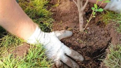 Photo of RÌO GRANDE, IMPUESTOS POR PLANTAR ÁRBOLES EN LAS VEREDAS