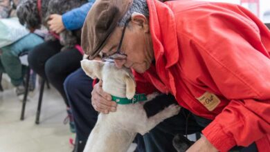 Photo of RÍO GRANDE, 700 INTERVENCIONES LOGRADAS EN LAS JORNADAS DE CASTRACIÓN, VACUNACIÓN Y CHIPEO DE MASCOTAS