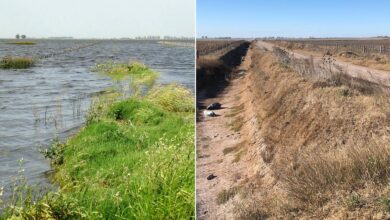 Photo of Opinión. Agricultura en peligro: el desafío del cambio climático y la lucha por un futuro sostenible