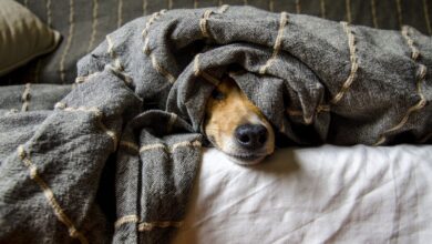 Photo of Cuáles son las razas de perros que más sufren el frío y cómo ayudarlos