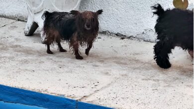 Photo of Una compra simulada, la clave para rescatar a 31 perros hacinados en un criadero ilegal en Vicente López