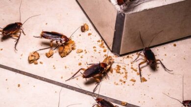 Photo of Verano en España: alerta por una invasión de cucarachas resistentes a los plaguicidas