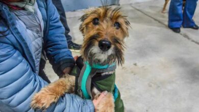 Photo of USHUAIA, NUEVA JORNADA DE CUIDADO RESPONSABLE DE ANIMALES