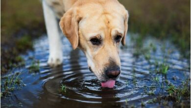 Photo of Esta es la razón por la que perros y gatos no deberían tomar agua de lluvia, según especialistas