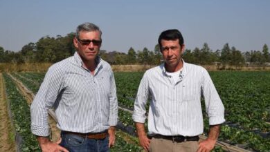 Photo of “Sigan, no aflojen”: el mensaje de un abuelo que llevó a dos hermanos a construir un imperio con las mejores frutillas