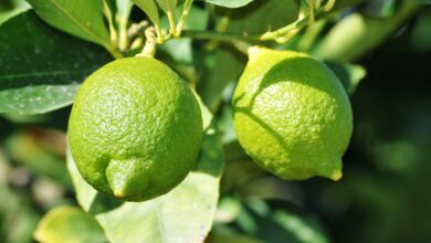 Photo of El abono que todo limonero necesita para dar buenos frutos