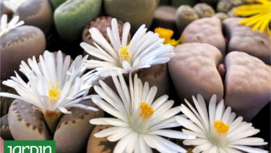 Photo of Qué son los lithops, las asombrosas “piedras vivas” que enamoraron a Pinterest