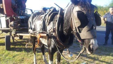 Photo of Tiraba de un carro de 3 toneladas y casi muere desplomada cuando una veterinaria la vio: “Peleó por su vida y la de su cría”