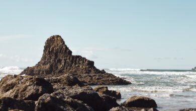 Photo of Levantaron una piedra y de casualidad descubrieron una nueva criatura marina de diez brazos