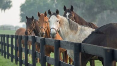 Photo of Un estudio reveló que los caballos pueden pensar y planificar con antelación