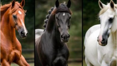 Photo of Test de personalidad: elegí uno de los tres caballos y descubrí las fortalezas de tu carácter