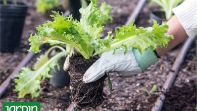 Photo of Mejorá tu huerta y tu jardín con esta práctica que te va a sorprender por todos sus beneficios