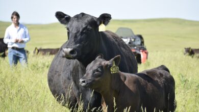 Photo of Uno se destacó: un experto comparó cuatro sistemas para preñar vacas y los resultados fueron concluyentes