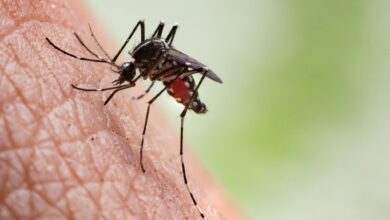 Photo of La ciudad de Buenos Aires pone en marcha su plan contra el dengue para los próximos meses