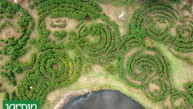 Photo of Laberinto pampa es una obra en colaboración con la naturaleza donde los bambú son protagonistas