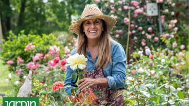 Photo of Fanática de las rosas, empezó con tres plantas y ya tiene unos 700 rosales en su chacra de Zárate