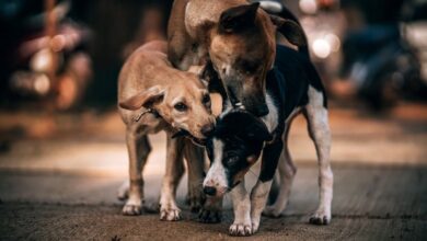 Photo of Cuál es la esperanza de vida promedio de un perro callejero