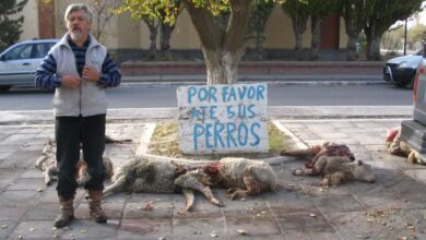 Photo of “El mayor daño que nos han hecho”: es jubilado y los perros callejeros le mataron las últimas 25 ovejas que le quedaban