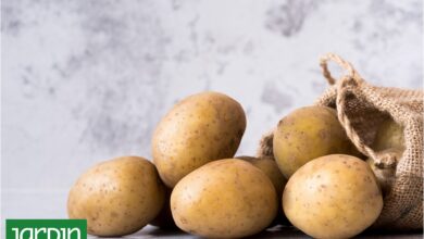 Photo of Es la verdura que más se consume en el país, tiene infinidad de usos en la cocina y puede ser parte de tu huerta