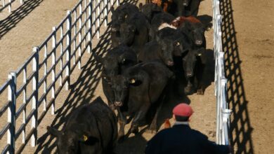 Photo of Pese al descenso de la oferta, el valor de la hacienda volvió a caer en el Mercado Agroganadero