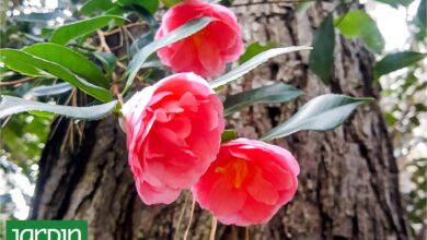 Photo of En el Delta: Tienen la colección de camelias más grande de Sudamérica y en agosto podés ir a visitarla