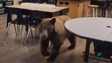 Photo of Un oso entró a una escuela de California y dejó en shock a una maestra: “Vino corriendo”