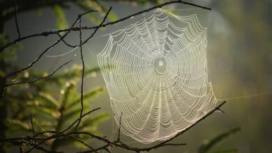 Photo of La araña gigante que escapó de la extinción en el Reino Unido y tiene el tamaño de un ratón