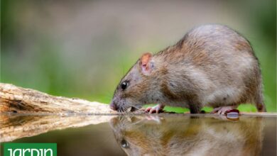 Photo of 8 plantas ideales para ahuyentar ratas y ratones del jardín