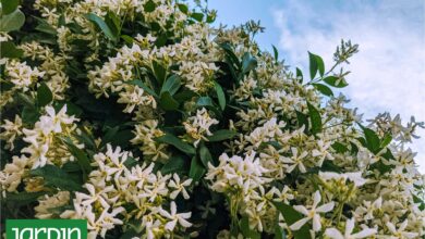 Photo of Descubrí el truco infalible para que tus jazmines exploten de flores esta primavera