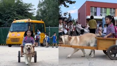 Photo of El video del perro que lleva a una niña a su casa en un carruaje después de la escuela