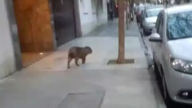 Photo of Apareció un carpincho en Recoleta: las versiones sobre cómo llegó y qué hicieron con el animal