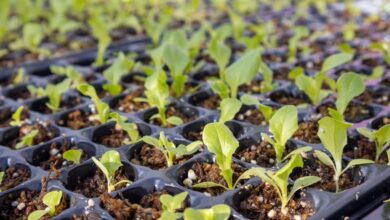 Photo of Comenzó la entrega de plantines de verduras a productores de Río Grande