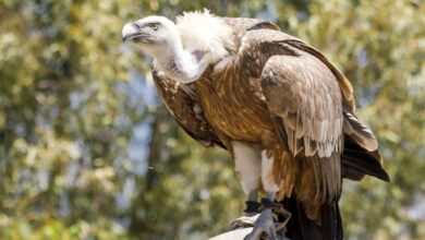 Photo of Alerta en Madrid: apareció un buitre leonado, una de las aves más peligrosas del mundo