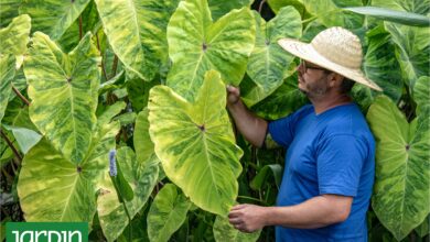 Photo of Por qué las colocasias mueren en invierno y cómo evitarlo