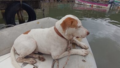 Photo of Viajó de mochilera a la playa y un perro se refugió en la casa que alquilaba: “Llevalo con vos o lo matamos”