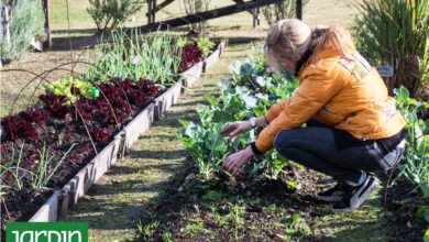 Photo of Primavera en la huerta: 10 semillas que tenés que sembrar ahora para disfrutar todo el verano