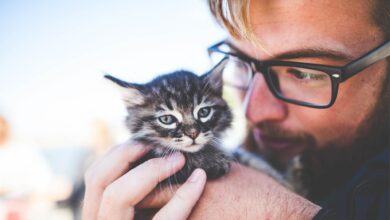 Photo of Los motivos por los que los gatos se estiran sobre sus dueños