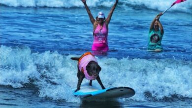 Photo of La conmovedora historia de la perrita que ganó su primera competición de surf tras vencer el cáncer